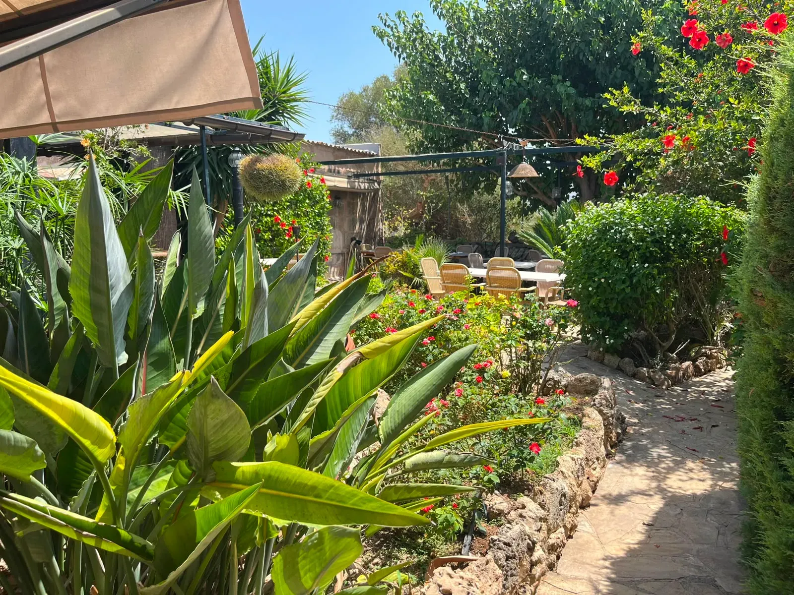 Garden path between Mediterranean plants